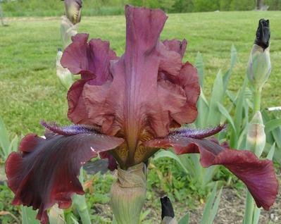 Photo of Tall Bearded Iris (Iris 'Wampanog Warrior') uploaded by Joy