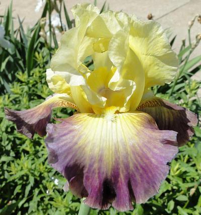 Photo of Tall Bearded Iris (Iris 'Cosmic Collision') uploaded by Joy