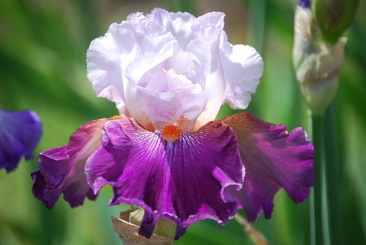 Photo of Tall Bearded Iris (Iris 'Costa Rica') uploaded by Joy