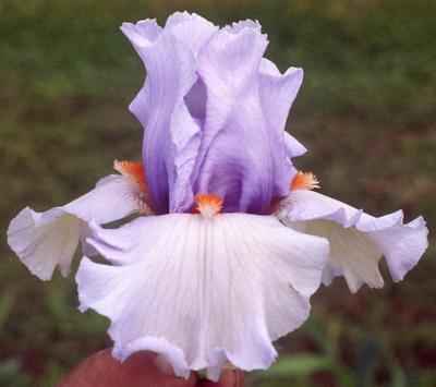 Photo of Tall Bearded Iris (Iris 'Friendly Fire') uploaded by Joy