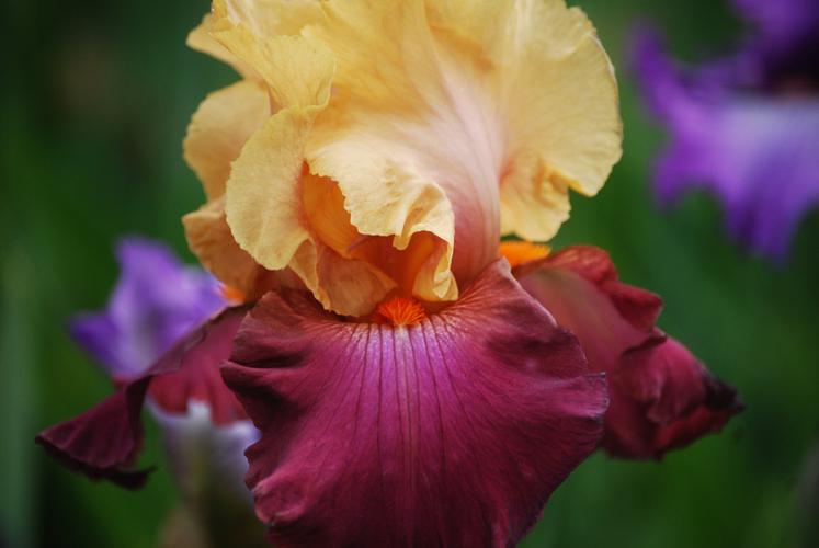 Photo of Tall Bearded Iris (Iris 'Braggadocio') uploaded by Joy