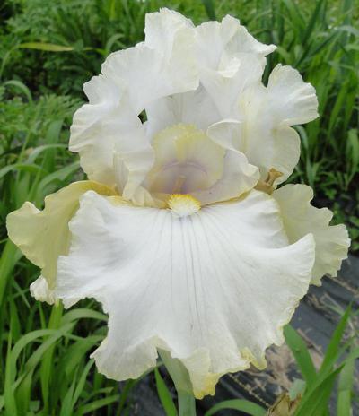 Photo of Tall Bearded Iris (Iris 'Pewter and Gold') uploaded by Joy