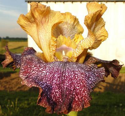 Photo of Tall Bearded Iris (Iris 'Temporal Anomaly') uploaded by Joy
