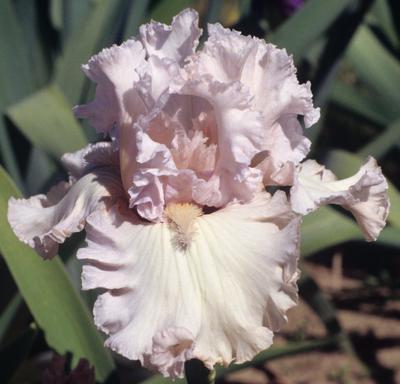 Photo of Tall Bearded Iris (Iris 'Venetian Glass') uploaded by Joy
