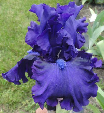 Photo of Tall Bearded Iris (Iris 'Magnificent Masterpiece') uploaded by Joy