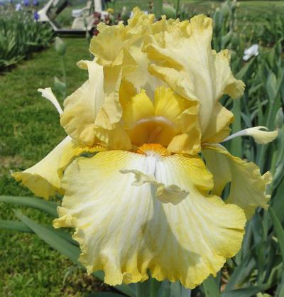 Photo of Tall Bearded Iris (Iris 'Honey Scoop') uploaded by Joy