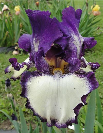 Photo of Tall Bearded Iris (Iris 'Got the Melody') uploaded by Joy