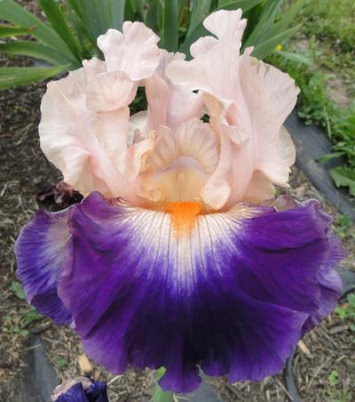 Photo of Tall Bearded Iris (Iris 'Gitano') uploaded by Joy