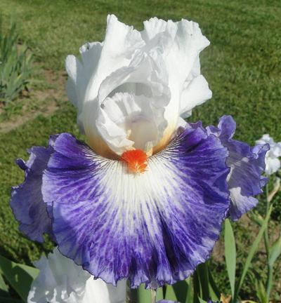 Photo of Tall Bearded Iris (Iris 'Gypsy Lord') uploaded by Joy