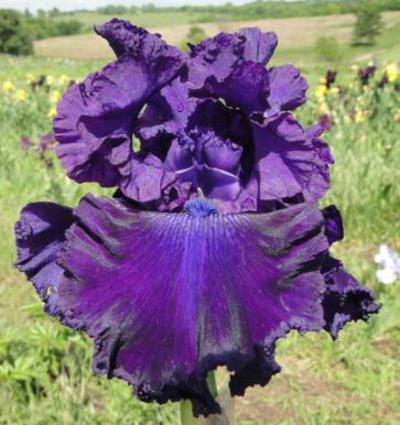 Photo of Tall Bearded Iris (Iris 'Hollywood Nights') uploaded by Joy
