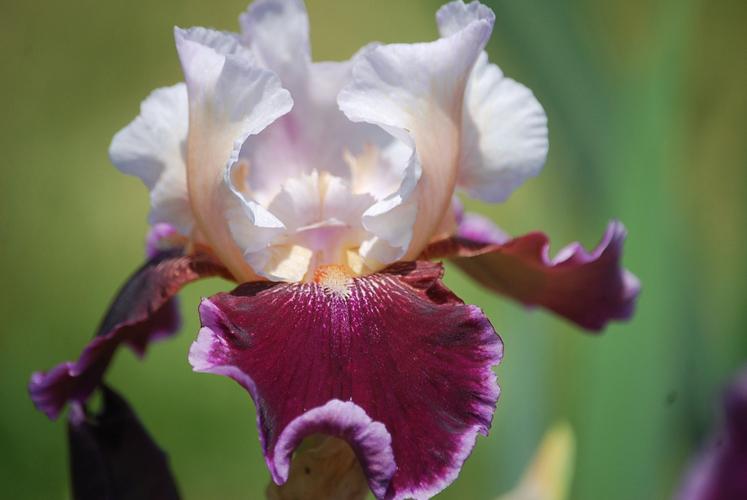 Photo of Tall Bearded Iris (Iris 'Crimson Snow') uploaded by Joy