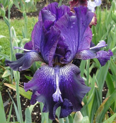Photo of Tall Bearded Iris (Iris 'Inky Icon') uploaded by Joy