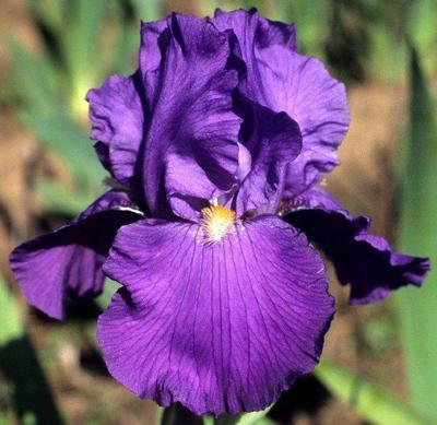 Photo of Tall Bearded Iris (Iris 'Feed Back') uploaded by Joy