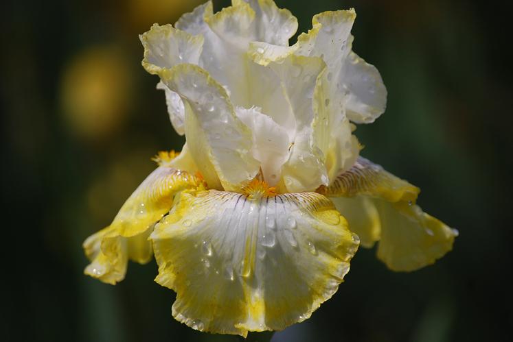 Photo of Tall Bearded Iris (Iris 'Double Ringer') uploaded by Joy