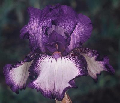 Photo of Tall Bearded Iris (Iris 'Bountiful Harvest') uploaded by Joy