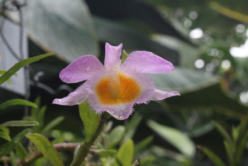 Photo of Loddiges' Dendrobium (Dendrobium loddigesii) uploaded by RuuddeBlock
