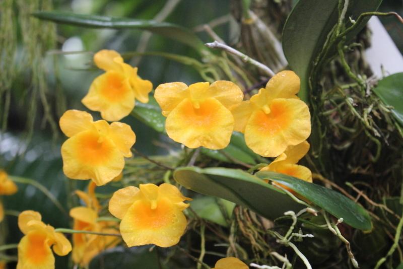 Photo of Orchid (Dendrobium lindleyi) uploaded by RuuddeBlock