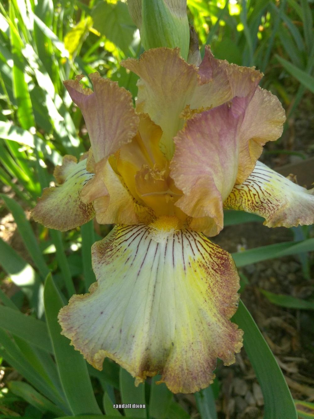 Photo of Tall Bearded Iris (Iris 'Dancing Fawn') uploaded by arilbred