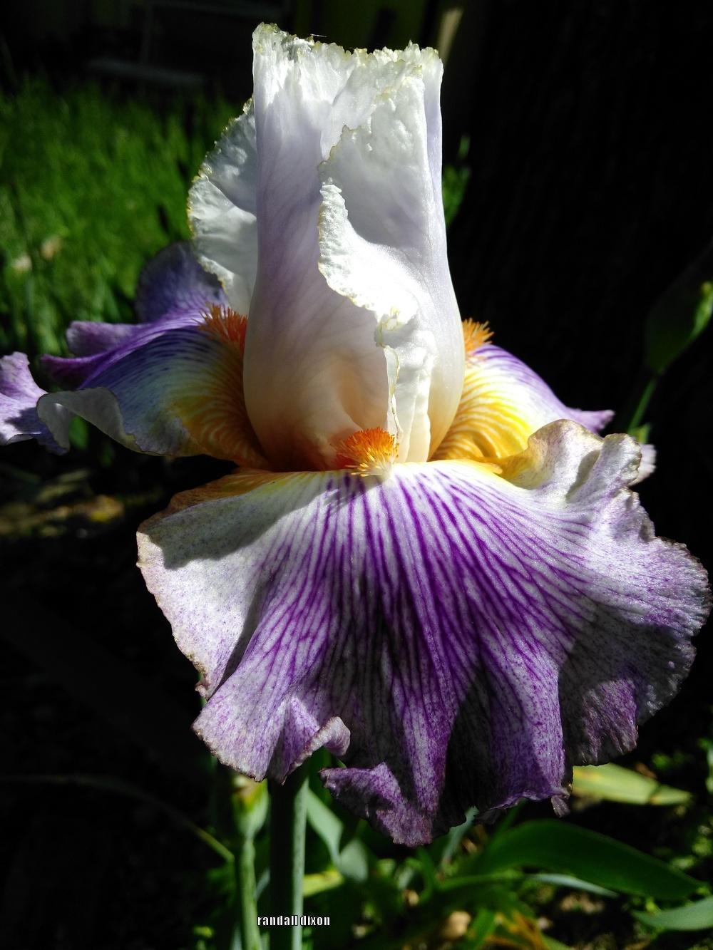 Photo of Tall Bearded Iris (Iris 'Puccini') uploaded by arilbred
