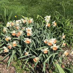 Location: New York Botanical Gardens Bronx NY
Date: 2018-04-28
Full sun.