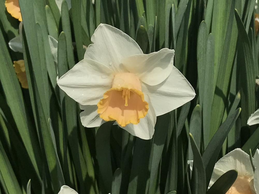 Photo of Large Cupped Daffodil (Narcissus 'Salmon Trout') uploaded by bxncbx