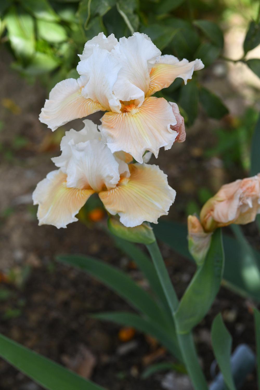 Photo of Tall Bearded Iris (Iris 'Douce Réverie') uploaded by cliftoncat