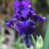 Very intense colour, very tall iris!