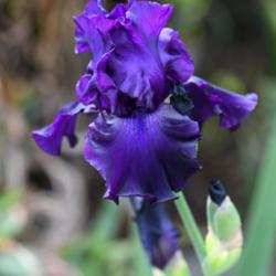 Location: Menton, France
Date: 2018-04-29
Very intense colour, very tall iris!