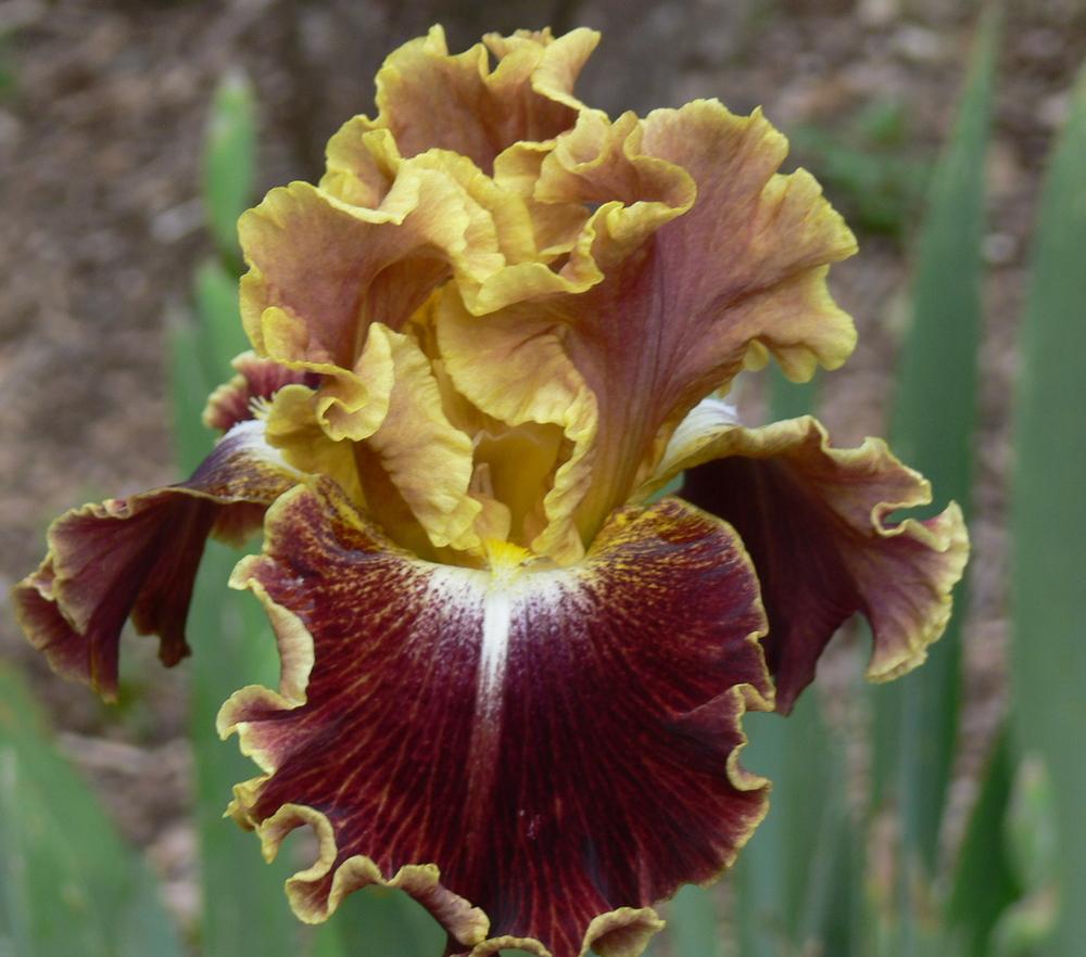 Photo of Tall Bearded Iris (Iris 'Volcanic Glow') uploaded by janwax