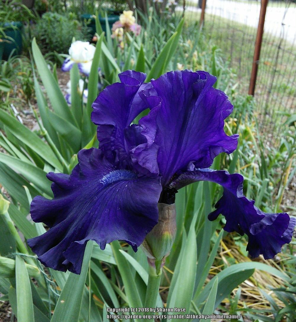 Photo of Tall Bearded Iris (Iris 'Shadows of Night') uploaded by Altheabyanothername