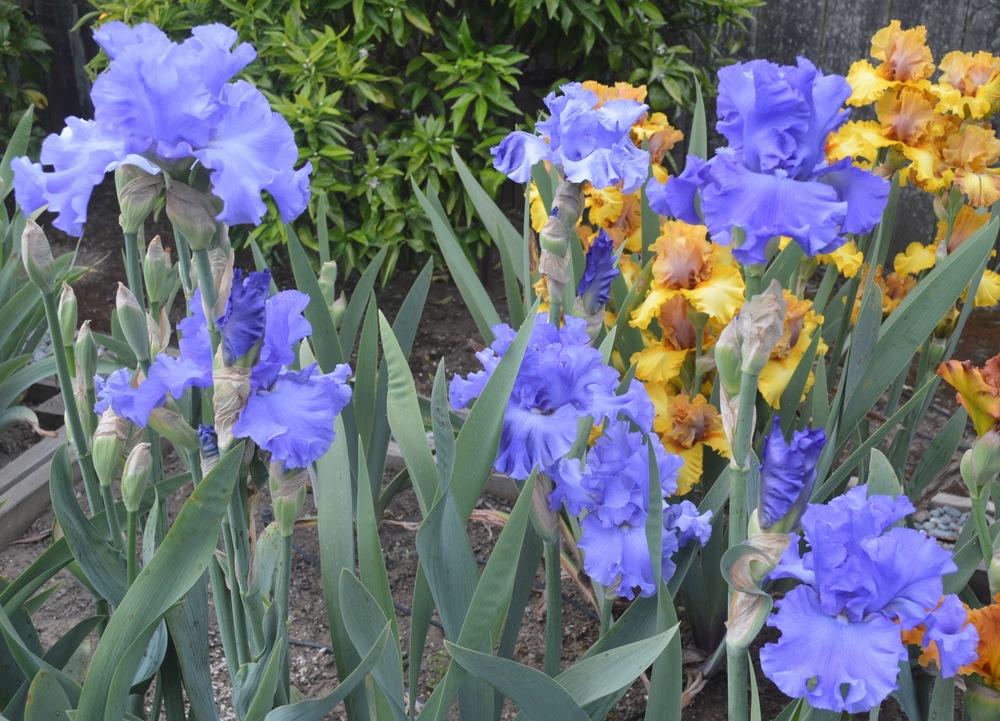 Photo of Tall Bearded Iris (Iris 'Yaquina Blue') uploaded by AndreaD