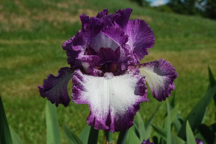 Photo of Tall Bearded Iris (Iris 'Mariposa Autumn') uploaded by Joy
