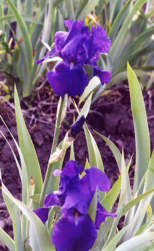 Photo of Tall Bearded Iris (Iris 'Autumn Bugler') uploaded by Joy