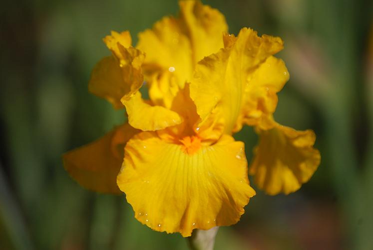 Photo of Tall Bearded Iris (Iris 'Summer Radiance') uploaded by Joy