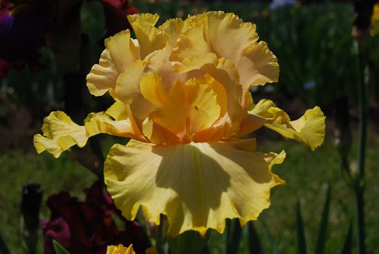 Photo of Tall Bearded Iris (Iris 'Lanai') uploaded by Joy