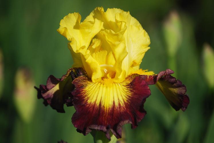 Photo of Tall Bearded Iris (Iris 'Snapshot') uploaded by Joy