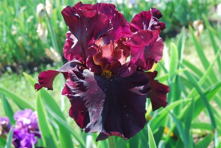 Photo of Tall Bearded Iris (Iris 'Raptor Red') uploaded by Joy