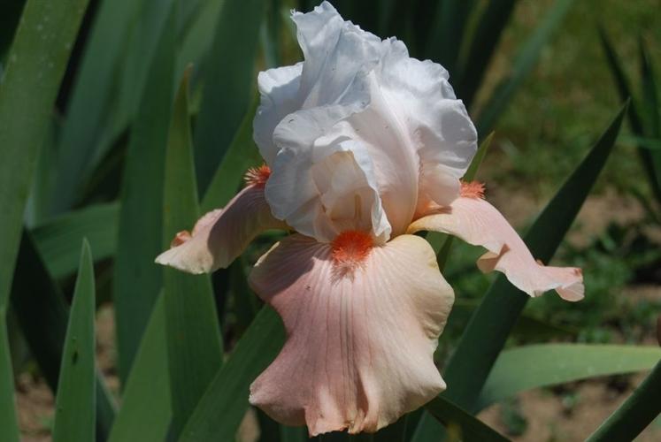 Photo of Tall Bearded Iris (Iris 'Sugar Magnolia') uploaded by Joy