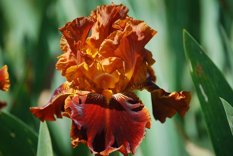 Photo of Tall Bearded Iris (Iris 'Rustler') uploaded by Joy