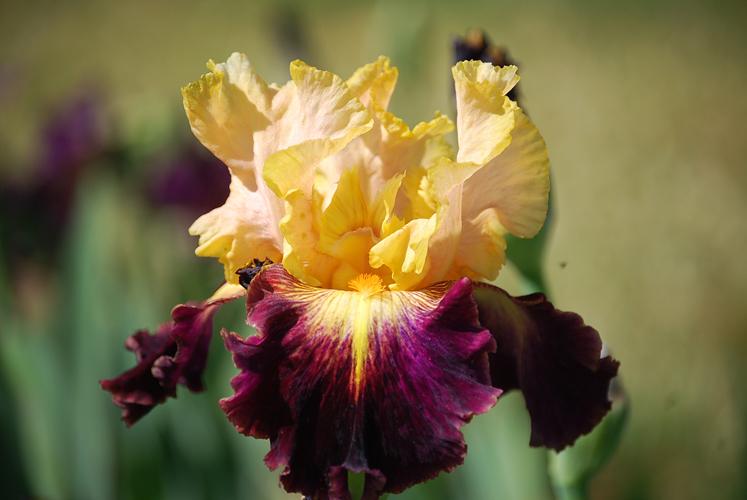Photo of Tall Bearded Iris (Iris 'Let's Boogie') uploaded by Joy
