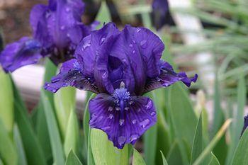 Photo of Standard Dwarf Bearded Iris (Iris 'Bright Star Child') uploaded by Joy