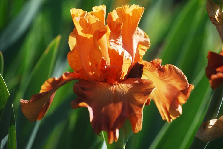 Photo of Tall Bearded Iris (Iris 'Lovely Senorita') uploaded by Joy