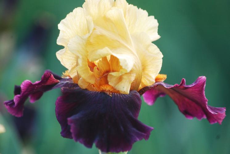 Photo of Tall Bearded Iris (Iris 'Idol') uploaded by Joy