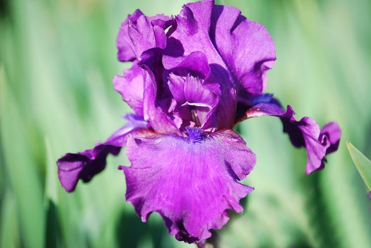 Photo of Tall Bearded Iris (Iris 'Sultry Mood') uploaded by Joy