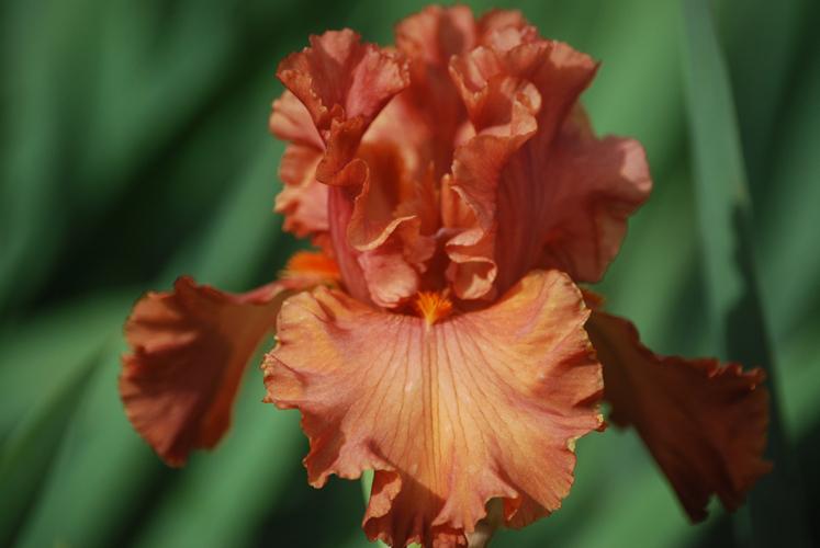 Photo of Tall Bearded Iris (Iris 'Rustle of Spring') uploaded by Joy