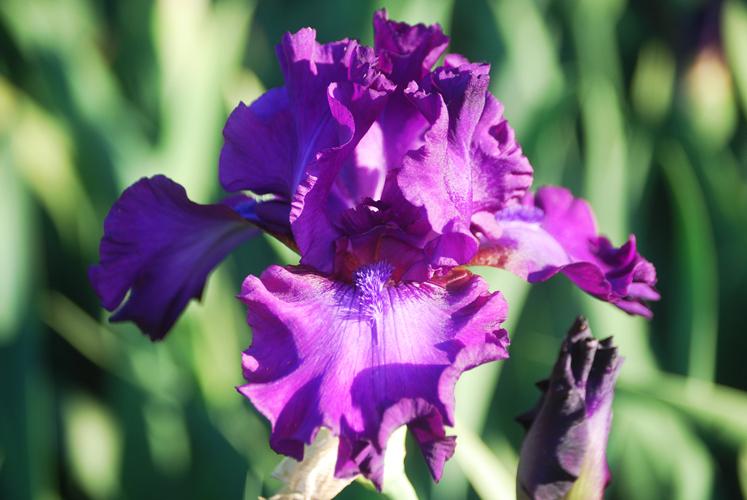 Photo of Tall Bearded Iris (Iris 'Swingtown') uploaded by Joy