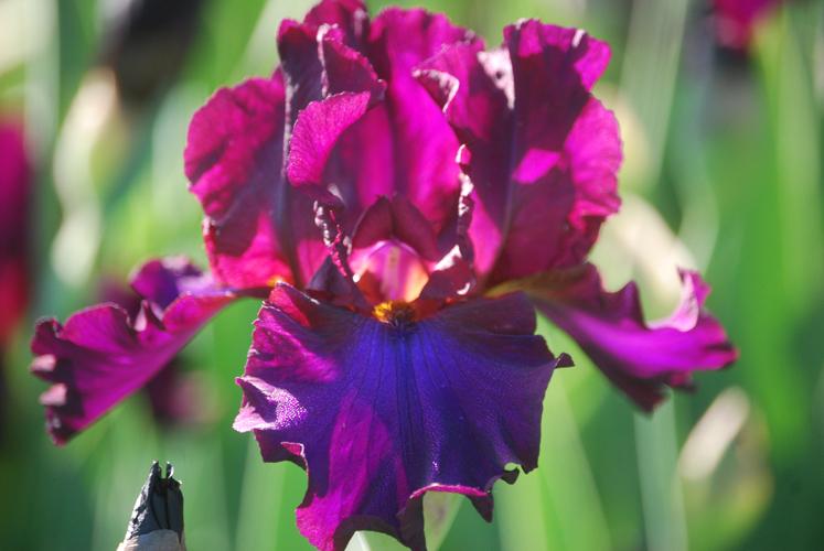 Photo of Tall Bearded Iris (Iris 'Grape Expectations') uploaded by Joy