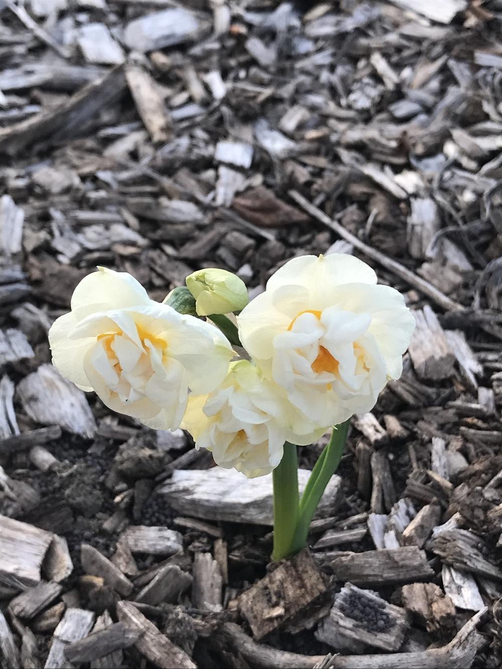 Photo of Double Daffodil (Narcissus 'Bridal Crown') uploaded by Legalily