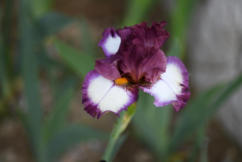 Photo of Tall Bearded Iris (Iris 'Jupiter's Rings') uploaded by cliftoncat