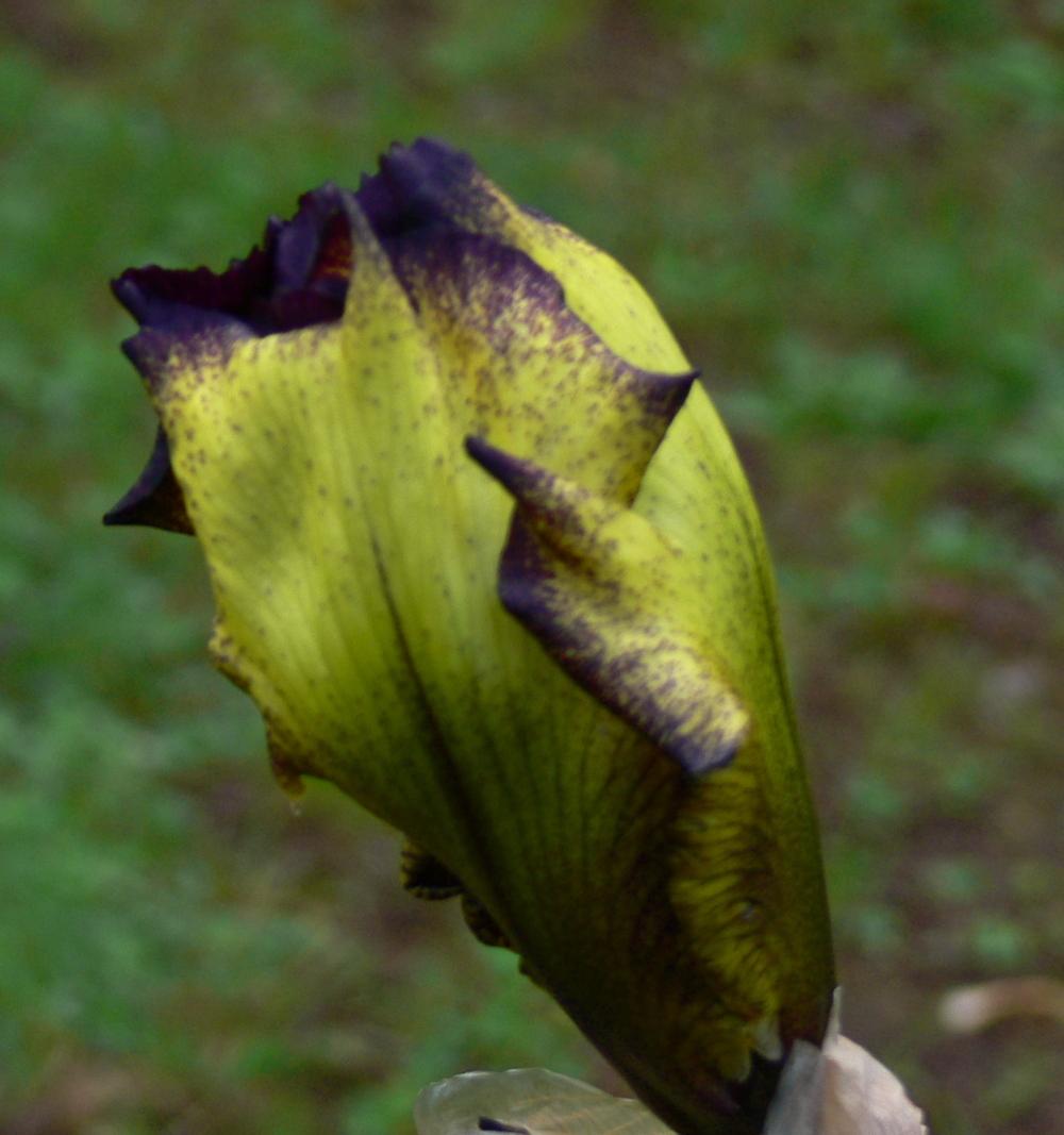 Photo of Tall Bearded Iris (Iris 'Remember the Vee') uploaded by janwax